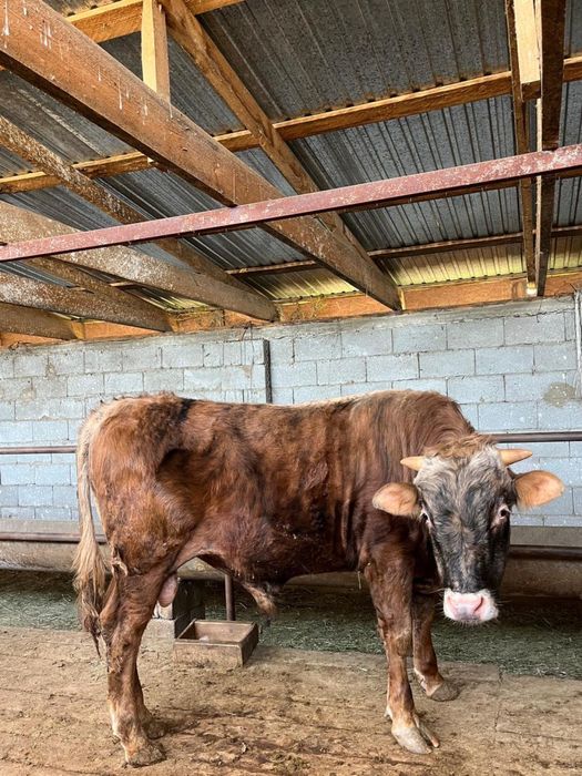 Продам бычков 2 голов откорм