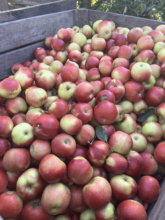 Mere Golden Idared Florina