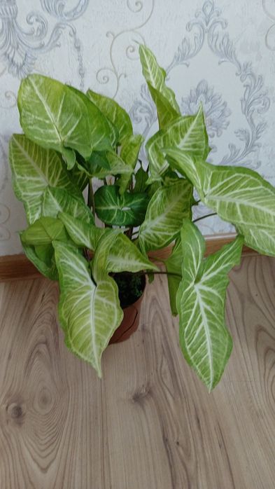 Комнатные растения