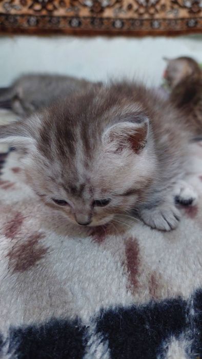 Британские котята.г. Шымкент.