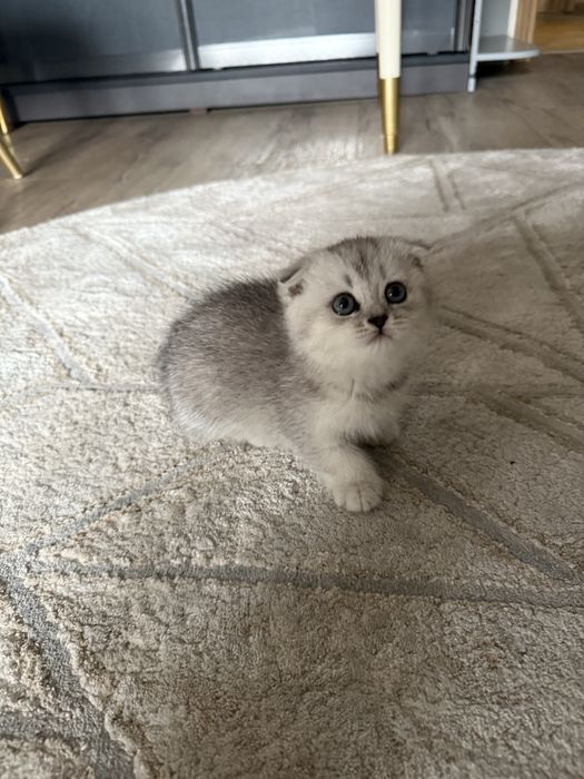 Вислоухий котенок