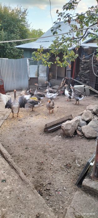 Vând Gâște de țară