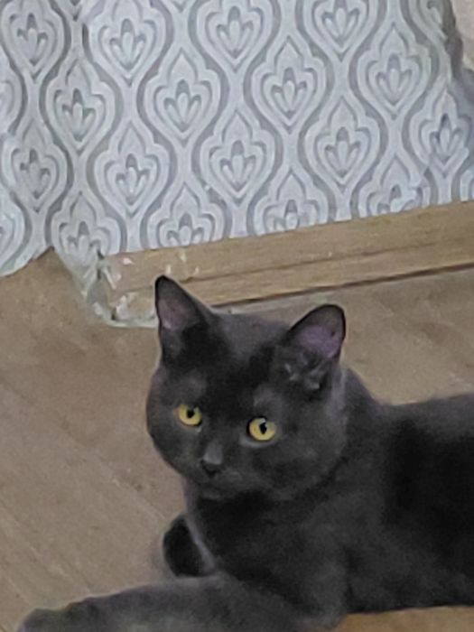 Кошки мысық сатылады