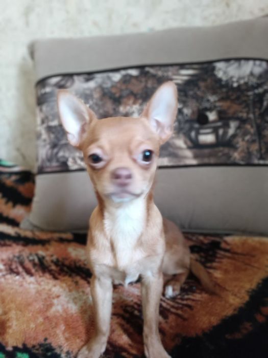 Ждём невесту Порода Чихвахва