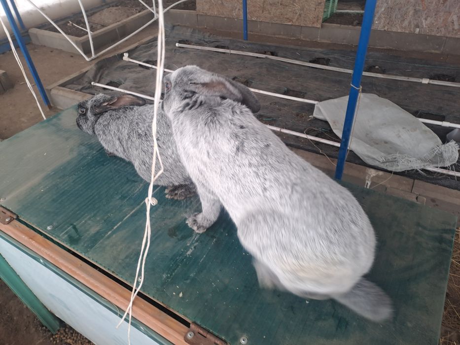 Полтавское серебро