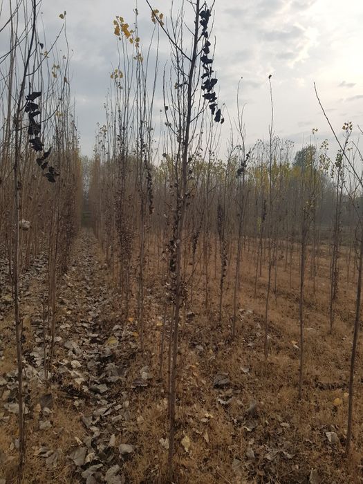 Баликчи туман, Гулистон МФЙда 11 сотихли теракзор сотилади