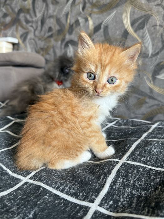 отдам котят в хорошие руки
