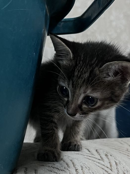 котята в заботливые руки