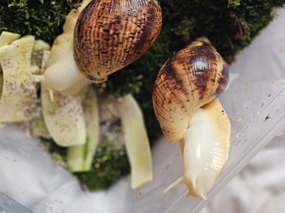 Улитки Ахатины Альбино