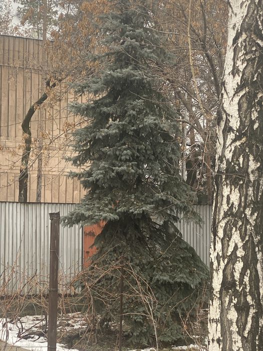 Продается голубая ель