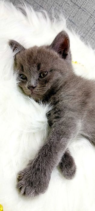 Породистые котята 2 месяца игривые здоровые Скоттиш-страйт 2шт