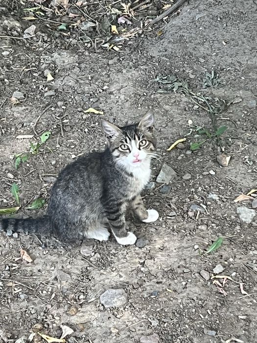 Котенок кошки кот