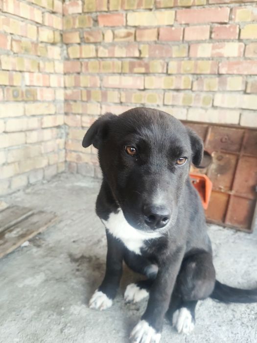 Отдам щенка в хорошие руки