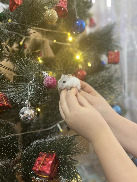 Продам хомяков джунгарских ручных