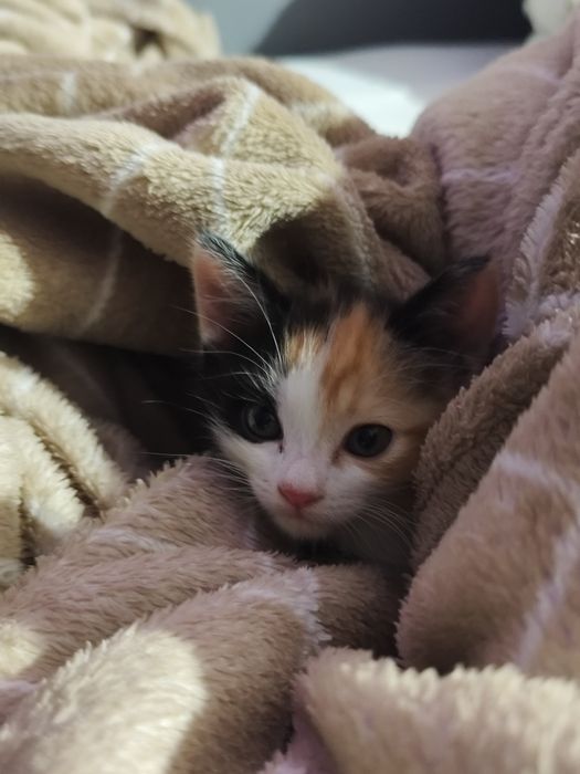 Отдадим котят в добрые руки