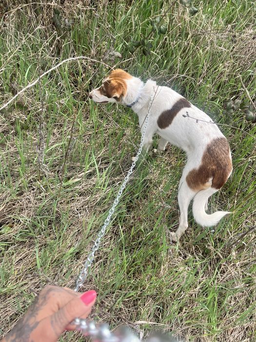 Подарява се мъжко куче