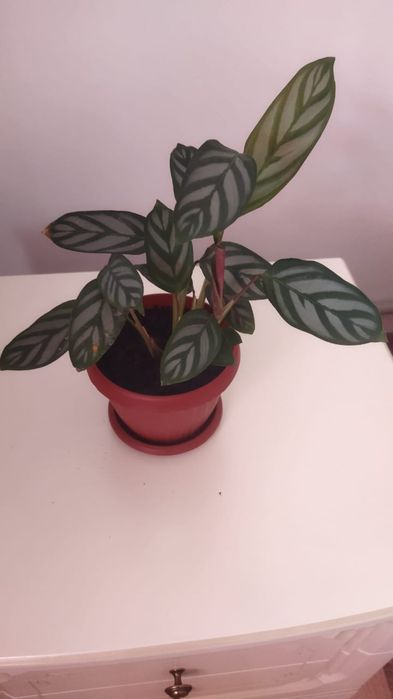 Комнатный цветок калатея, очень красивый цветок