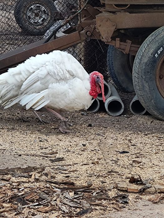 Продаю индюков                .