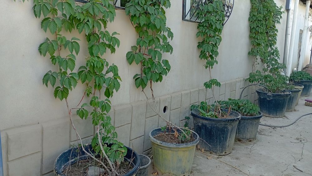 Дикий виноградый