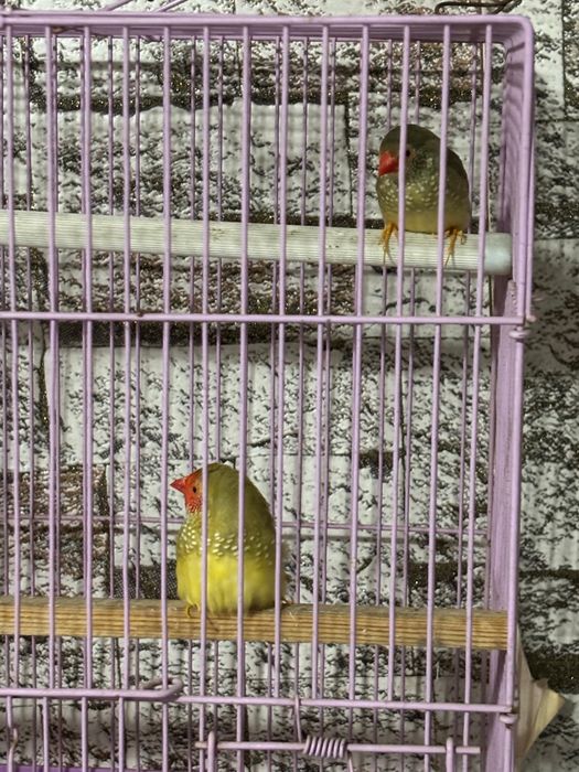 Тростниковые Астрильды