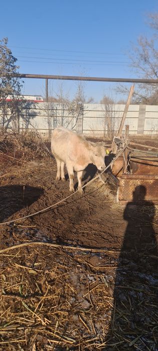 Сиырлар сатылады срочно