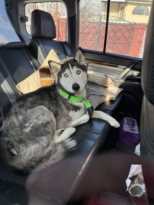 Найдена Хаски кобель, ищет хозяина либо новый дом