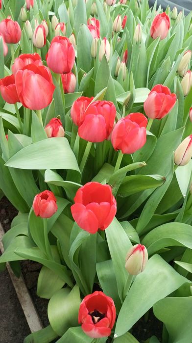 Тюльпаны к 8 марта