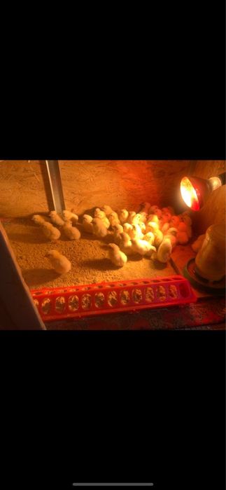 Цыплята серебристого адлера