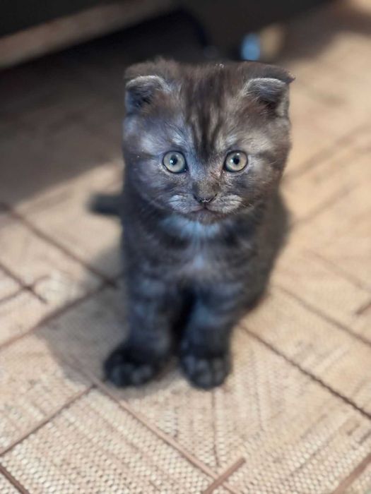 Котята вислоухие