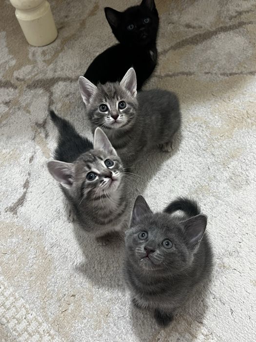 Отдам котят в добрые руки
