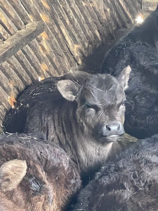 Aberdeen Angus  fatate cu vitei inscrise in COp