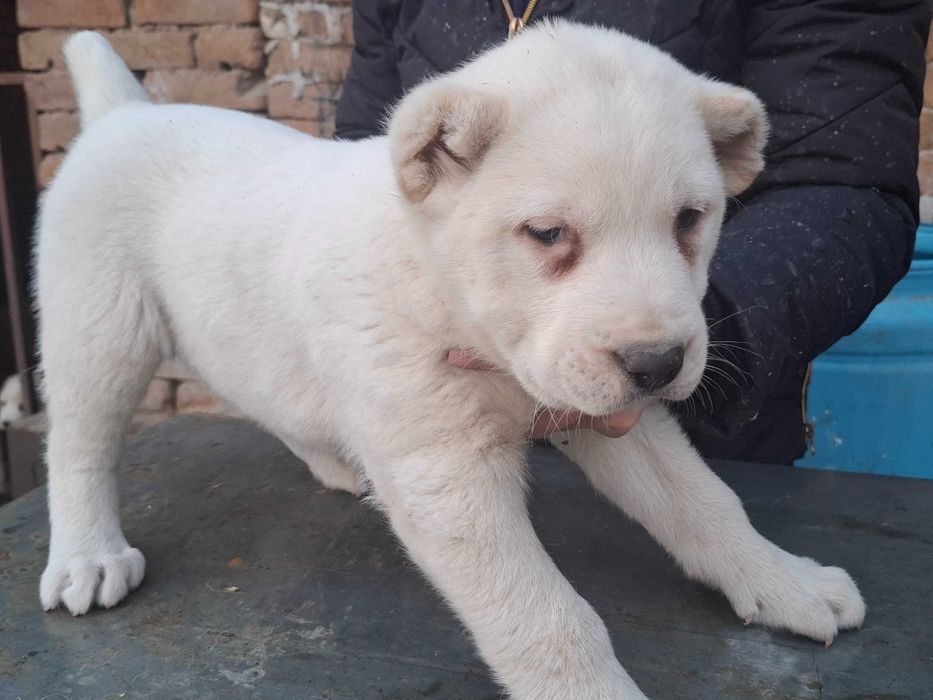 Алабайчета от елитни родители