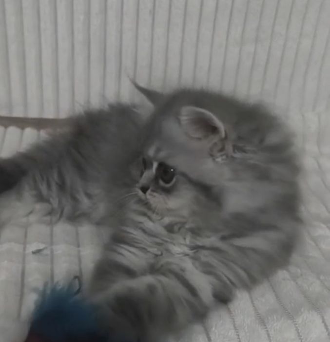 Персидские котята