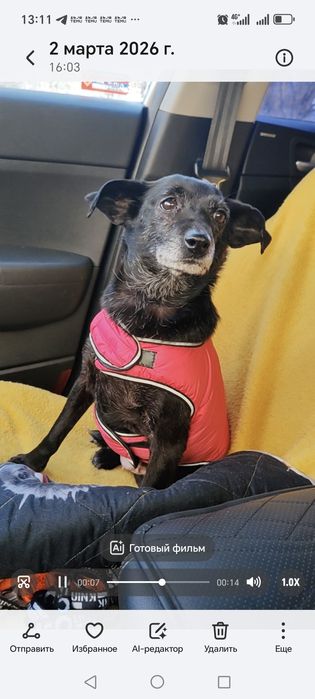 Маленькая собачка