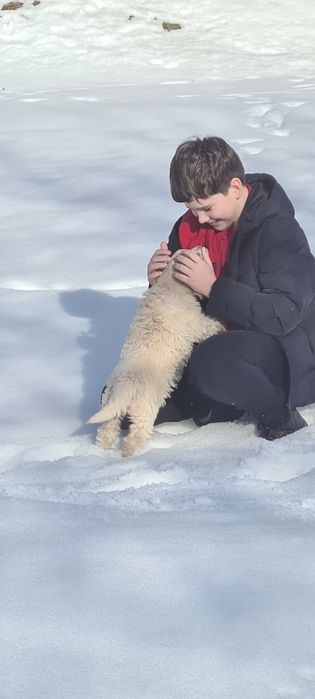 Golden Retriever canisa campioni pedigree