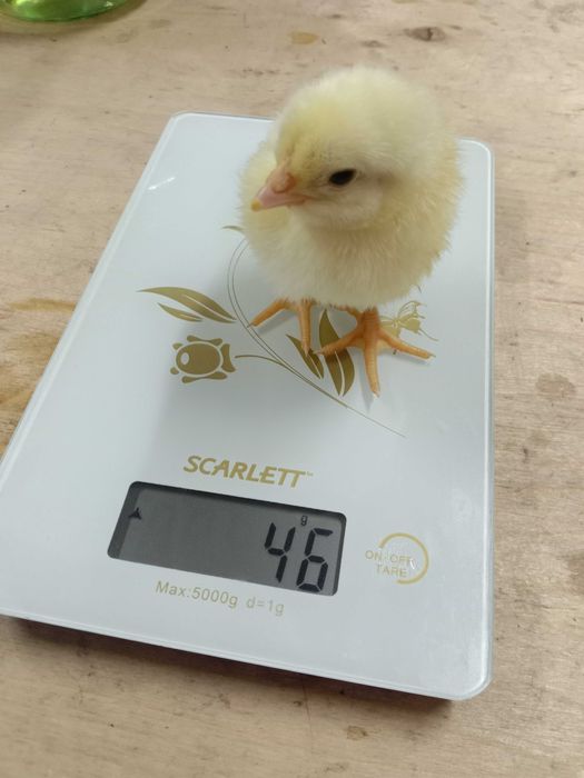 Цыплята Бройлеры Коб 500