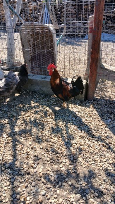 Cocoșei leghorn din 07 martie, italian, ameraucana