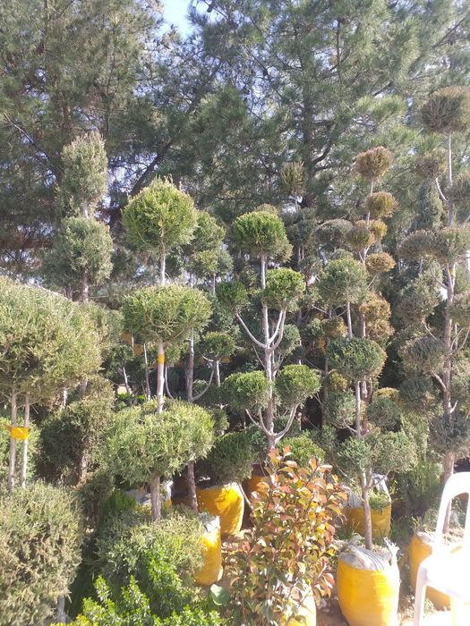 Gazon lanshaft archa va gular