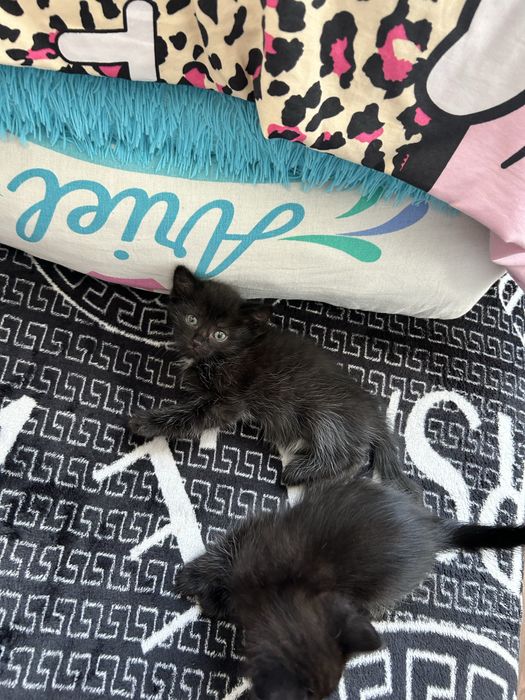 Отдам двух котят срочно!