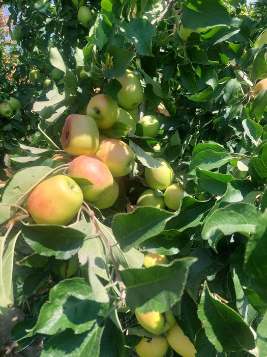 Продам молодой сад Болека