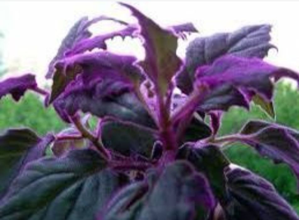 Здравствуйте, комнатные растения