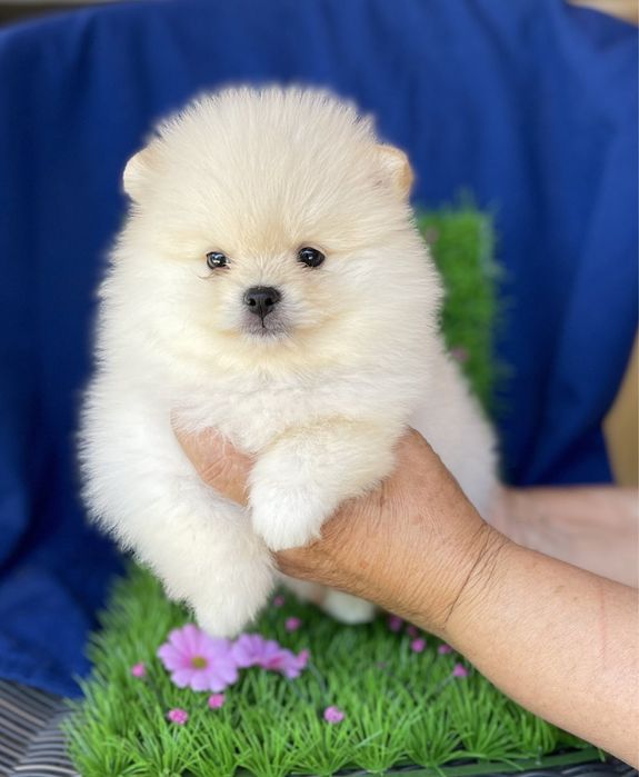 Померан мини