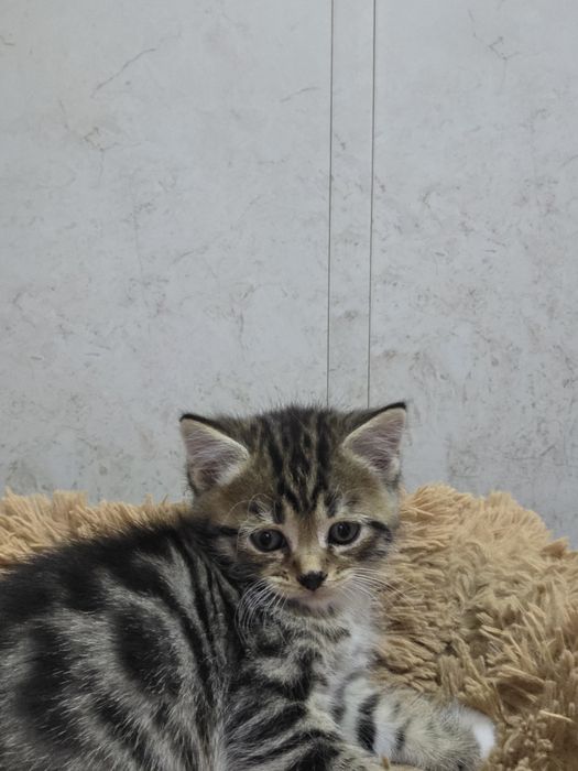 Продам котёнка  британца