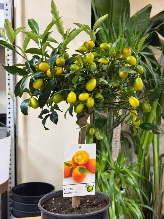 Лимон. Каламондин. Кумкват.