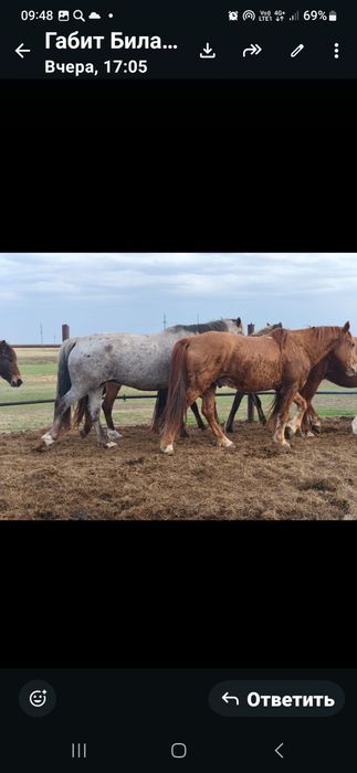 Лошади для езды и прогулок.