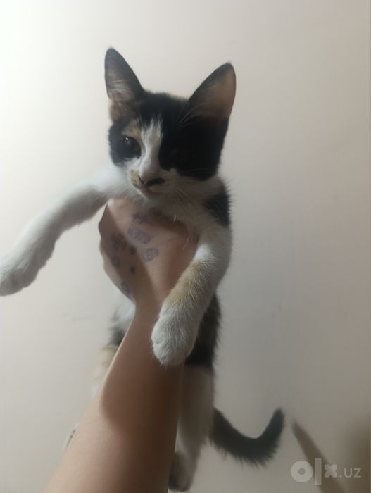 Котенок 2-3 месяца девочка