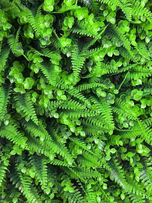 Самшитовый коврик для фитостены 60×40 см