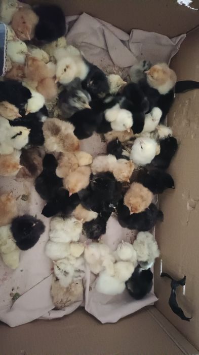 Уй тауык балапандары