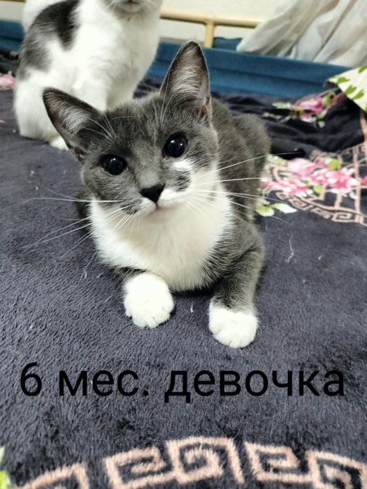 Отдам в добрые руки котят