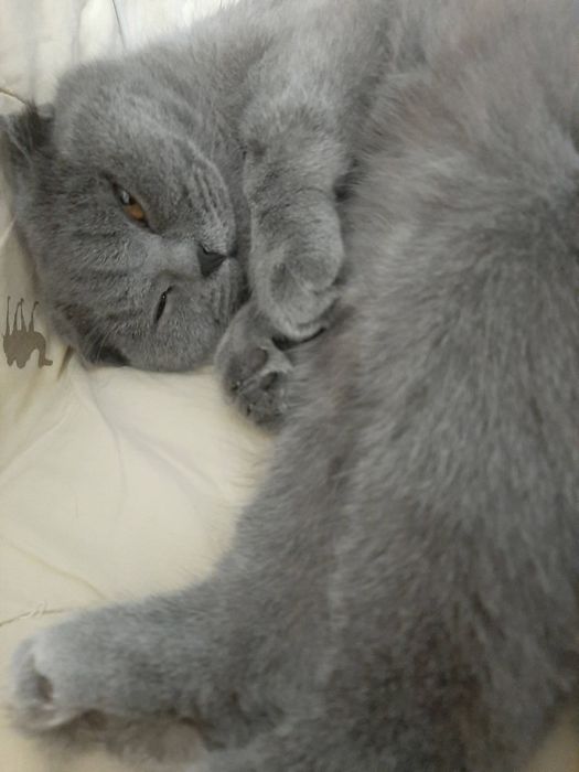 Кот  3 года в добрые